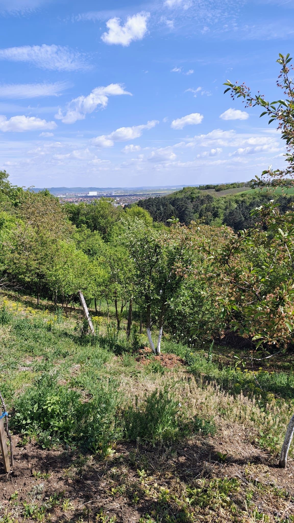 Teren INTRAVILAN 7000 mp | Băile Sărate, Turda | UTILITĂȚI | Priveliște Superbă | Deschidere 32 m - 7