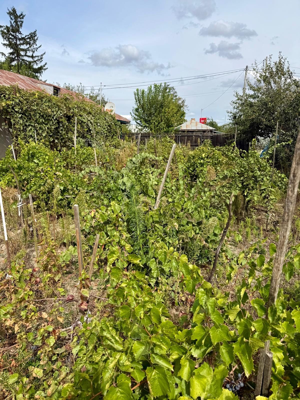 Casă și teren de vânzare Comuna Ghimpați Giurgiu - 6